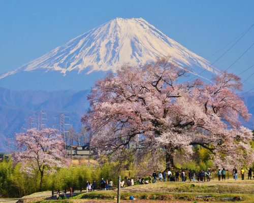 wanidukanosakura2024harutop